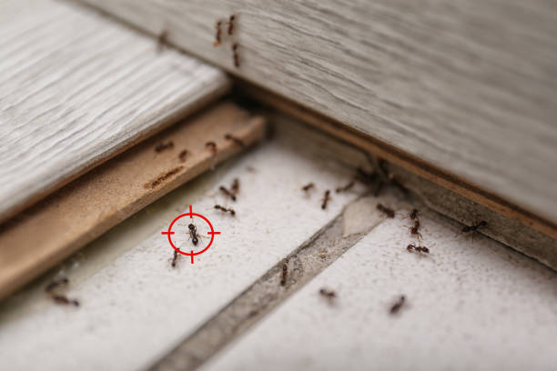 Bird Control in Mount Pleasant, MI