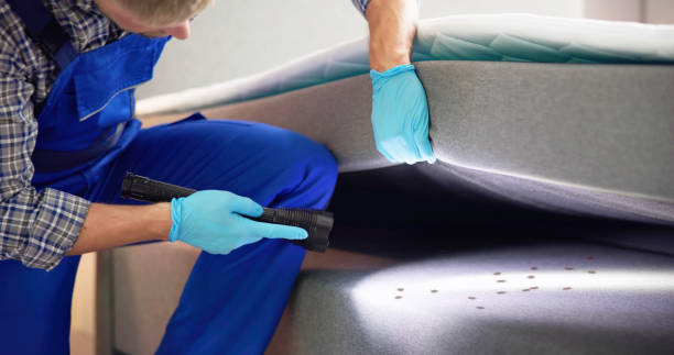 Best Ant Control Services  in Mount Pleasant, MI