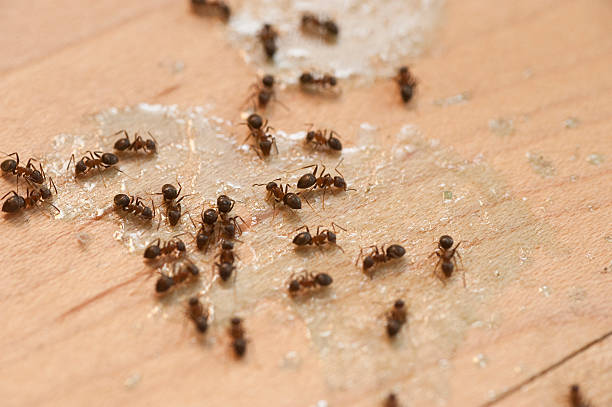 Best Flea Control Services  in Mount Pleasant, MI
